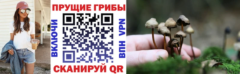 где купить наркоту  Звенигород  Галлюциногенные грибы MAGIC MUSHROOMS 